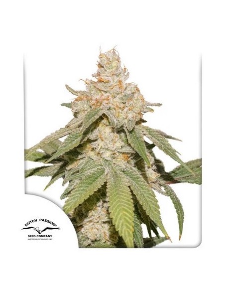 SFV OG Auto di Dutch Passion: genetica potente, raccolto abbondante, pronta in 10 settimane