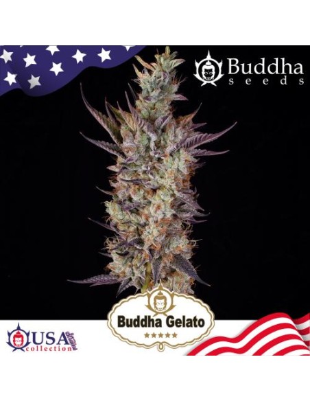 Buddha Seeds Gelato Femminizzata USA Collection