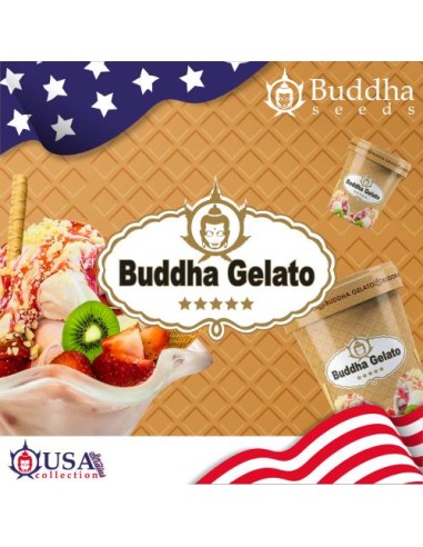 Buddha Seeds Gelato Femminizzata USA Collection