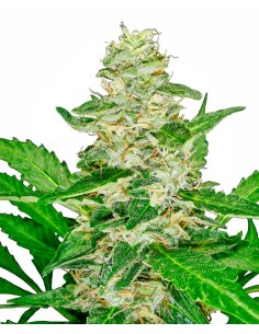 SENSI SEEDS - SUPER SKUNK AUTOMATICA - 3 SEMI da collezione autofiorenti femminizzati 2