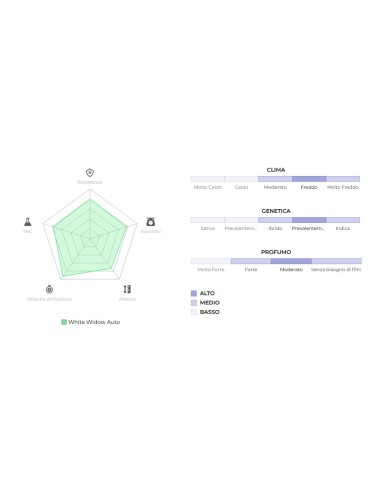 Original Auto White Widow di 420 Fast Buds: la migliore autofiorente, alta resa e facile coltivazione