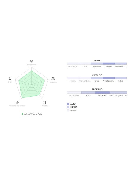 Original Auto White Widow di 420 Fast Buds: la migliore autofiorente, alta resa e facile coltivazione