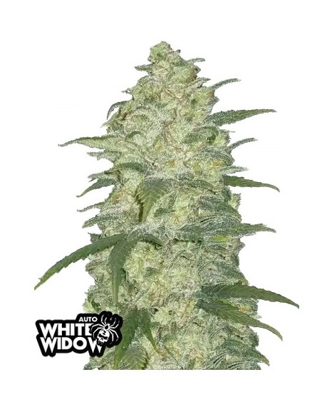 Original Auto White Widow di 420 Fast Buds: la migliore autofiorente, alta resa e facile coltivazione