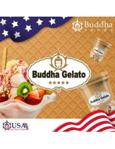 Buddha Seeds Gelato Femminizzata USA Collection 2