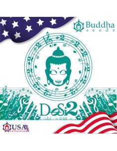 Buddha Seeds Do Si 2 Fem  USA Collection 2