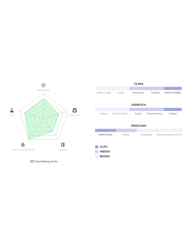 Original Auto Chemdawg di 420 Fast Buds - Semi autofiorenti di qualità superiore