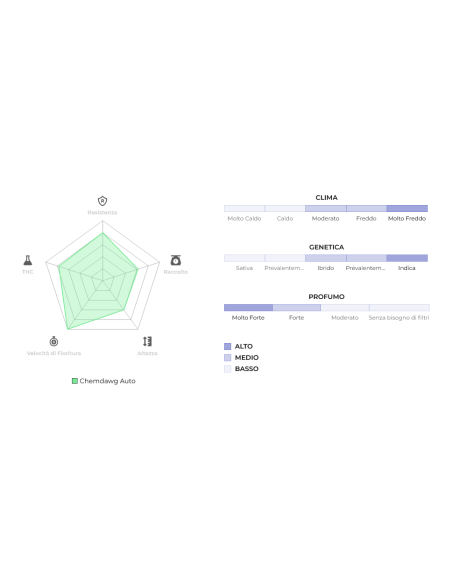 Original Auto Chemdawg di 420 Fast Buds - Semi autofiorenti di qualità superiore