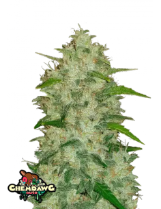 Original Auto Chemdawg di 420 Fast Buds - Semi autofiorenti di qualità superiore