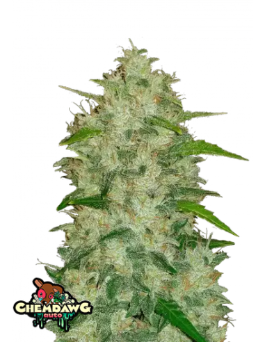 Original Auto Chemdawg di 420 Fast Buds - Semi autofiorenti di qualità superiore