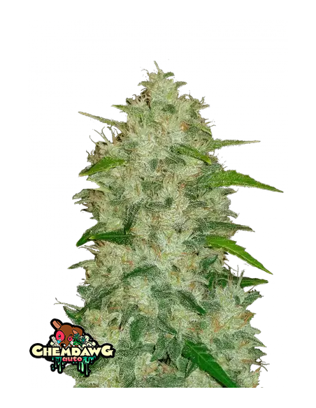 Original Auto Chemdawg di 420 Fast Buds - Semi autofiorenti di qualità superiore
