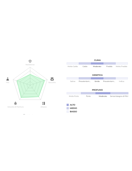 Original Auto Critical di 420 Fast Buds: un'autofiorente con alto THC e abbondanti raccolti.