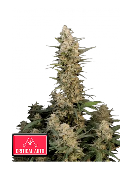 Original Auto Critical di 420 Fast Buds: un'autofiorente con alto THC e abbondanti raccolti.