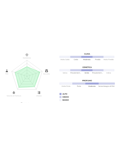 Original Auto Critical di 420 Fast Buds: un'autofiorente con alto THC e abbondanti raccolti.