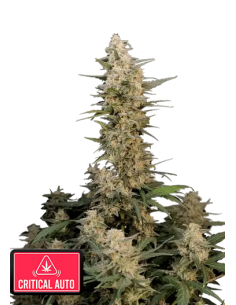 Original Auto Critical di 420 Fast Buds: un'autofiorente con alto THC e abbondanti raccolti.