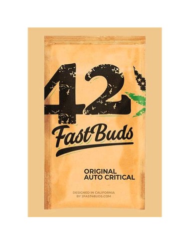 Original Auto Critical di 420 Fast Buds: un'autofiorente con alto THC e abbondanti raccolti.