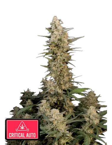 Original Auto Critical di 420 Fast Buds: un'autofiorente con alto THC e abbondanti raccolti.