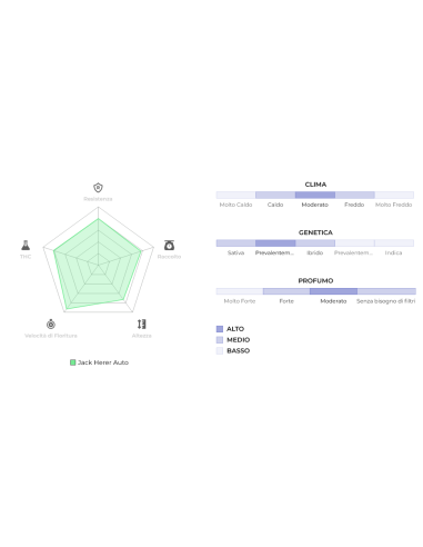 Original Auto Jack Herer di 420 Fast Buds: la leggendaria autofiorente con genetica potente e raccolto rapido