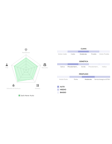 Original Auto Jack Herer di 420 Fast Buds: la leggendaria autofiorente con genetica potente e raccolto rapido