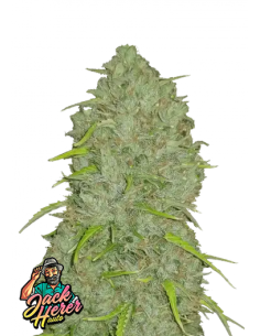 Original Auto Jack Herer di 420 Fast Buds: la leggendaria autofiorente con genetica potente e raccolto rapido