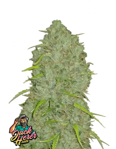 Original Auto Jack Herer di 420 Fast Buds: la leggendaria autofiorente con genetica potente e raccolto rapido
