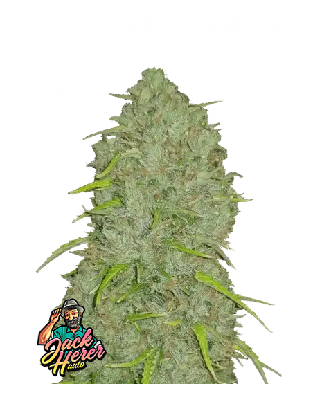 Original Auto Jack Herer di 420 Fast Buds: la leggendaria autofiorente con genetica potente e raccolto rapido