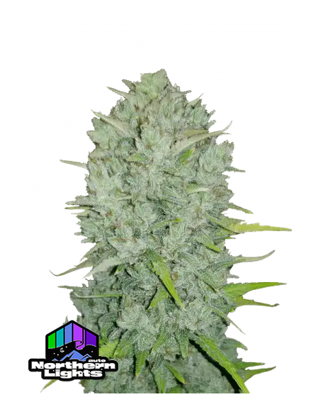 Original Auto Northern Lights del marchio 420 Fast Buds: una genetica autofiorente di alta qualità