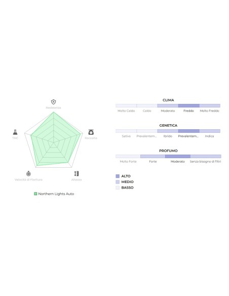 Original Auto Northern Lights del marchio 420 Fast Buds: una genetica autofiorente di alta qualità