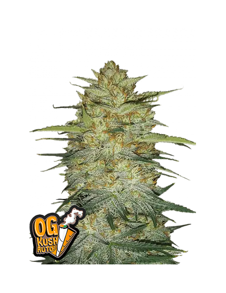 Original Auto OG Kush di 420 Fast Buds: qualità superiore per coltivatori e fumatori