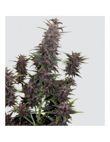 Buddha Seeds - Purple Kush Auto - 10 Semi