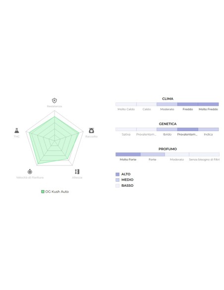 Original Auto OG Kush di 420 Fast Buds: qualità superiore per coltivatori e fumatori