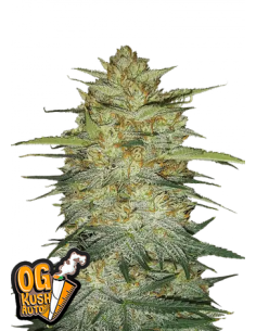 Original Auto OG Kush di 420 Fast Buds: qualità superiore per coltivatori e fumatori