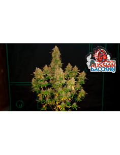 Original Auto Russian di 420 Fast Buds: una meraviglia autofiorente a dominanza Indica.