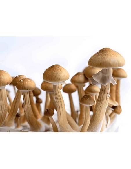 NEW Golden Teacher Spore in Siringa Psilocybe Cubensis 10mL