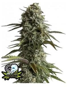 Original Auto Skunk di 420 Fast Buds: potente e rapidissima autofiorente, dal sapore classico