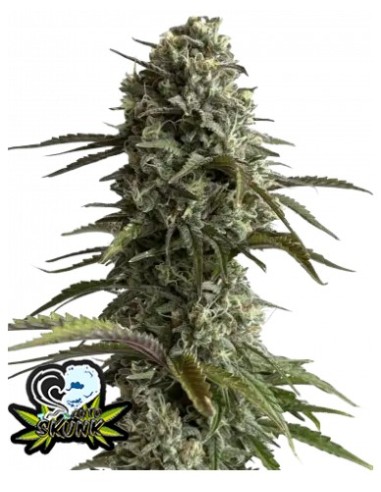 Original Auto Skunk di 420 Fast Buds: potente e rapidissima autofiorente, dal sapore classico