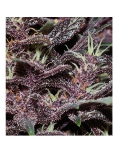 Buddha Seeds - Purple Kush Auto
