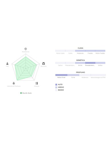 Original Auto Skunk di 420 Fast Buds: potente e rapidissima autofiorente, dal sapore classico