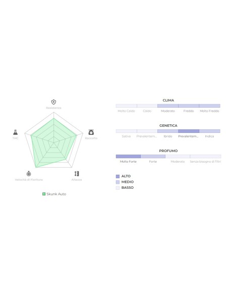 Original Auto Skunk di 420 Fast Buds: potente e rapidissima autofiorente, dal sapore classico
