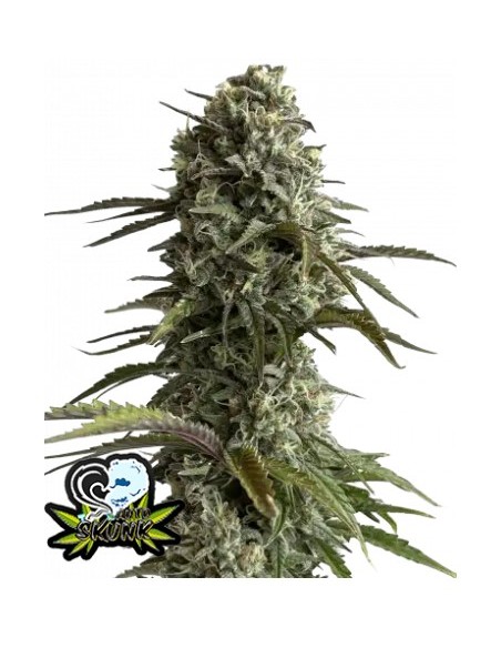 Original Auto Skunk di 420 Fast Buds: potente e rapidissima autofiorente, dal sapore classico