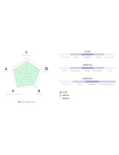 Original Auto Sour Diesel di 420 Fast Buds: la genetica autofiorente più potente con un inconfondibile aroma diesel. 2