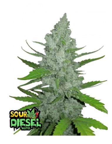 Original Auto Sour Diesel di 420 Fast Buds: la genetica autofiorente più potente con un inconfondibile aroma diesel.