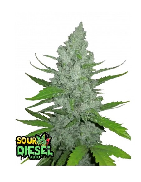 Original Auto Sour Diesel di 420 Fast Buds: la genetica autofiorente più potente con un inconfondibile aroma diesel.