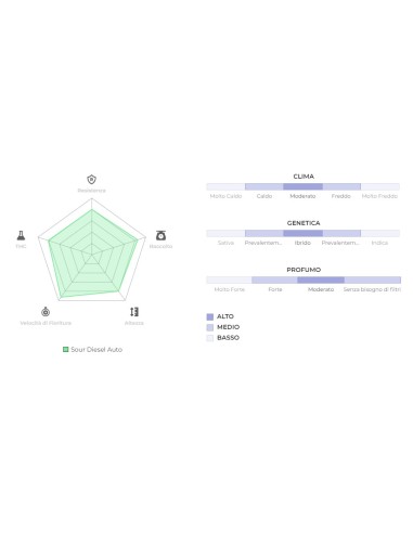 Original Auto Sour Diesel di 420 Fast Buds: la genetica autofiorente più potente con un inconfondibile aroma diesel.