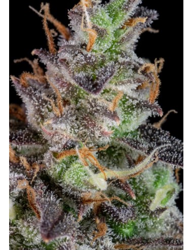 Auto Lemon Pie 420 Fast Buds: Autofiorente, dolce, con note di agrumi e vaniglia, resa abbondante.