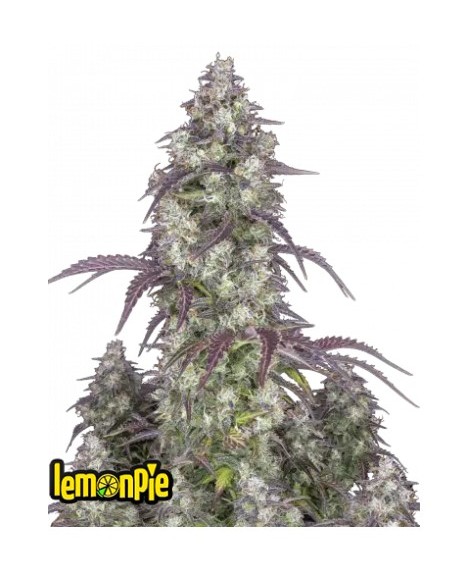 Auto Lemon Pie 420 Fast Buds: Autofiorente, dolce, con note di agrumi e vaniglia, resa abbondante.