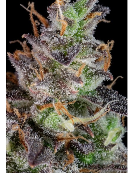 Auto Lemon Pie 420 Fast Buds: Autofiorente, dolce, con note di agrumi e vaniglia, resa abbondante.