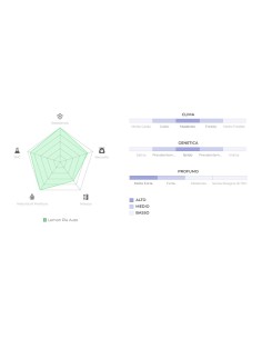 Auto Lemon Pie 420 Fast Buds: Autofiorente, dolce, con note di agrumi e vaniglia, resa abbondante. 2