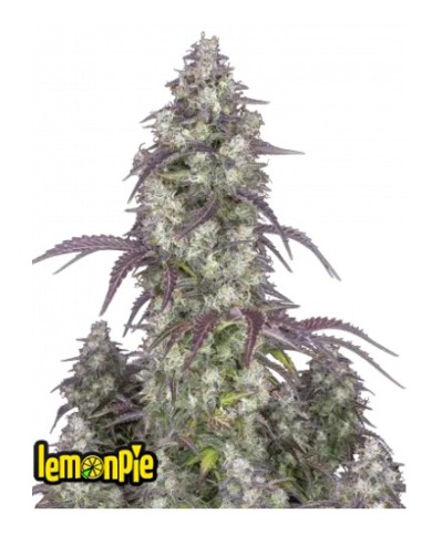 Auto Lemon Pie 420 Fast Buds: Autofiorente, dolce, con note di agrumi e vaniglia, resa abbondante.