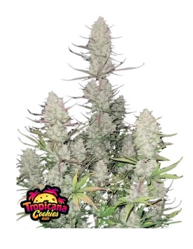 Scopri la potenza di Auto Tropicana Cookies di 420 Fast Buds: un'esperienza autofiorente unica.