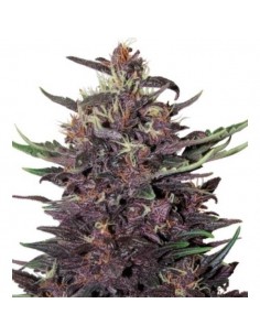 Buddha Seeds - Purple Kush Auto 2